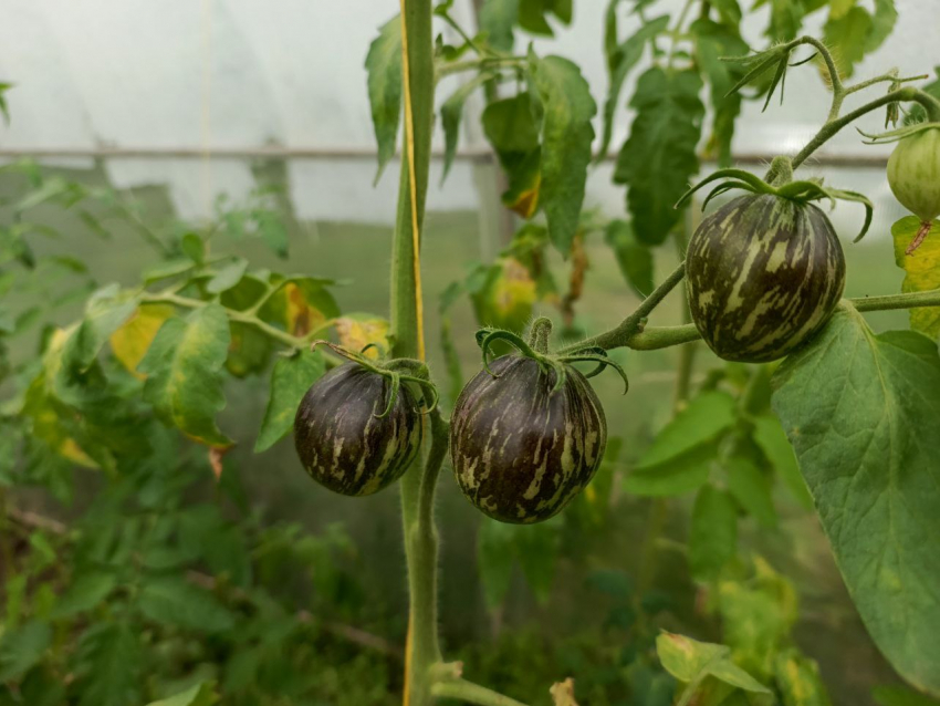 Подготовка теплицы к зиме: луганский огородник рассказал, как вырастить хороший урожай