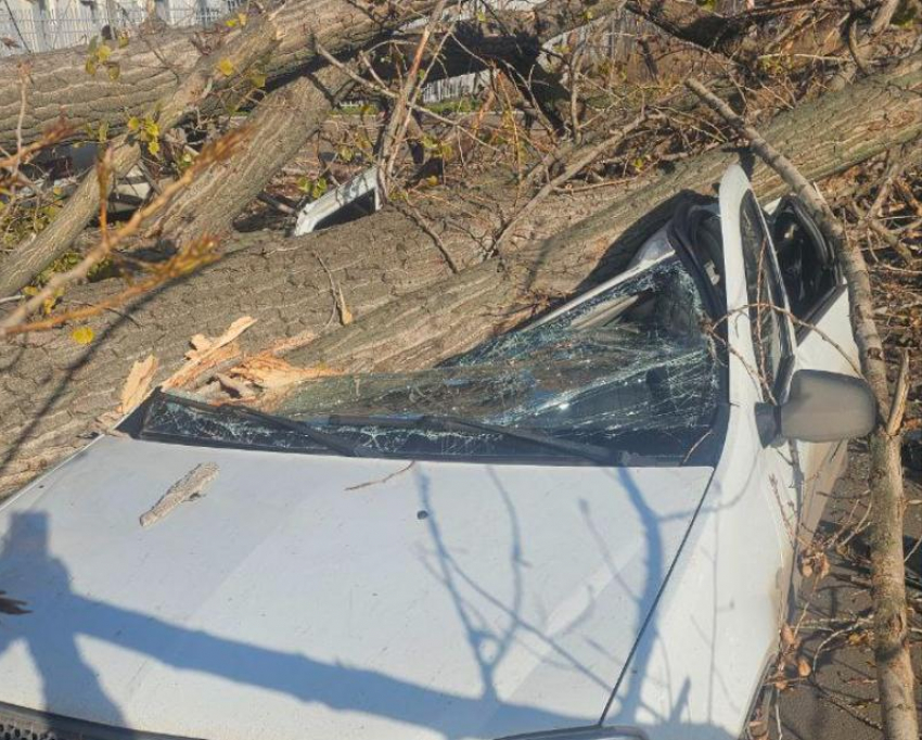 Огромное дерево разворотило авто на проезжей части Луганска