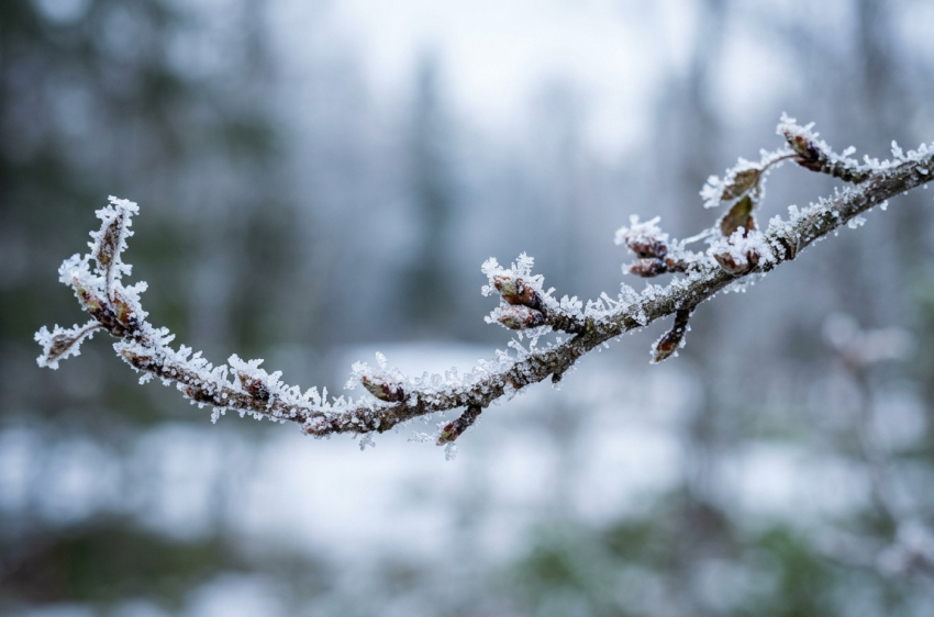 Заморозки до минус 4: жителей ЛНР предупредили о резком ухудшении погоды