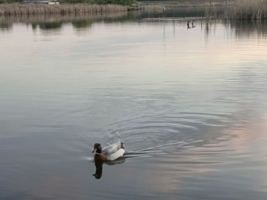 В Сватовском муниципальном округе ЛНР растет уровень воды в реке, ожидаются новые подтопления