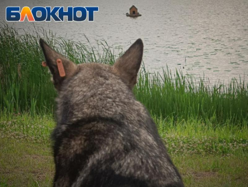 «Все для безопасности граждан ЛНР»: агрессивных бездомных животных будут усыплять