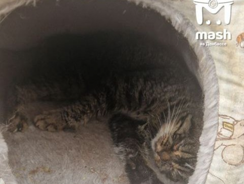 Больше 25 котов были спасены от зоозащитницы в ЛНР