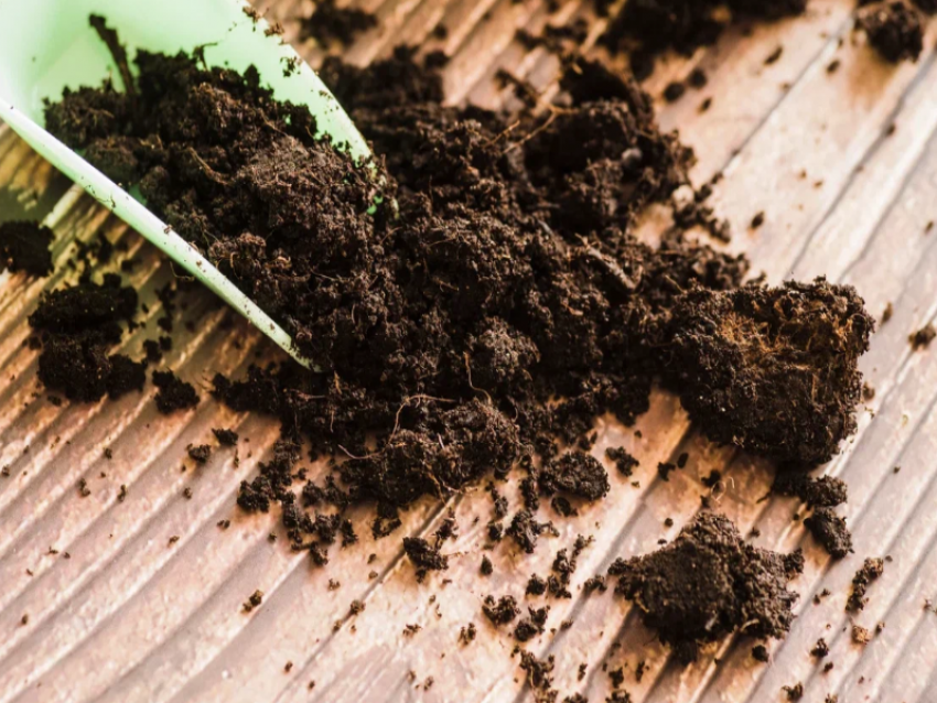 Осенняя подкормка сада в ЛНР: советы агронома для крепких деревьев