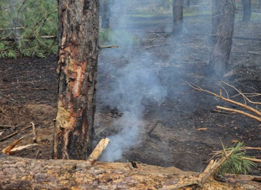Огонь у самых домов: в Бобровом и Боровском в ЛНР пожарным удалось остановить стихию