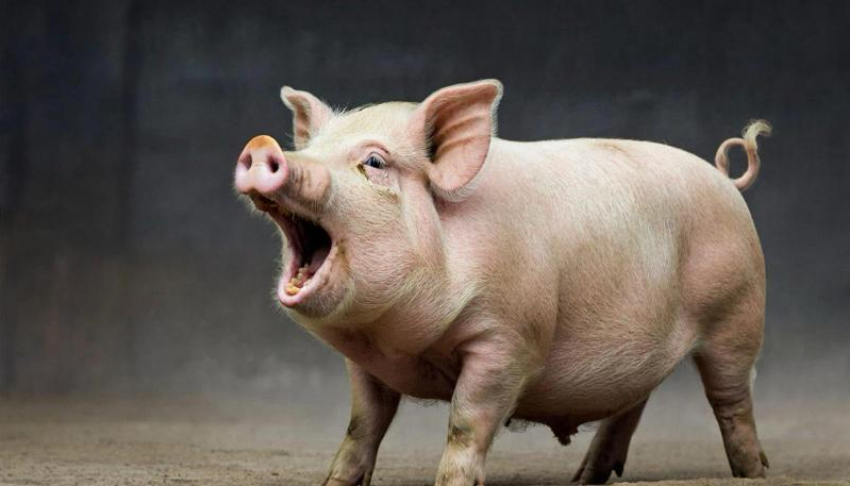 Житель ЛНР пошел на дерзкую кражу свиньи