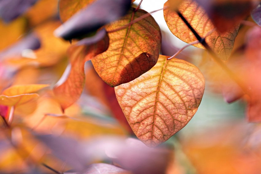 Мягкий ноябрь: в Луганске потеплеет до +14 градусов