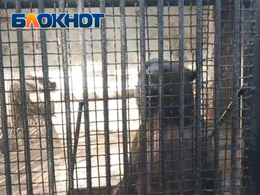 Подсмотрели за банными процедурами Ксюши в луганском зооуголке