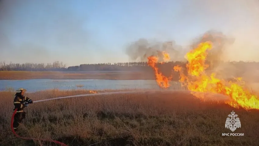 Пожары в ЛНР: как беспечность одного калечит природу для всех
