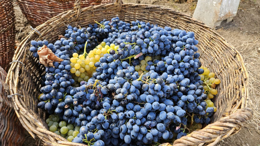 В селе Бугаевка ЛНР стартовала уборка технических сортов винограда