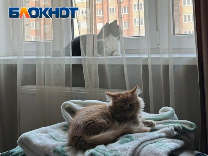 Жители Луганска могут записать своих домашних животных на бесплатную стерилизацию  