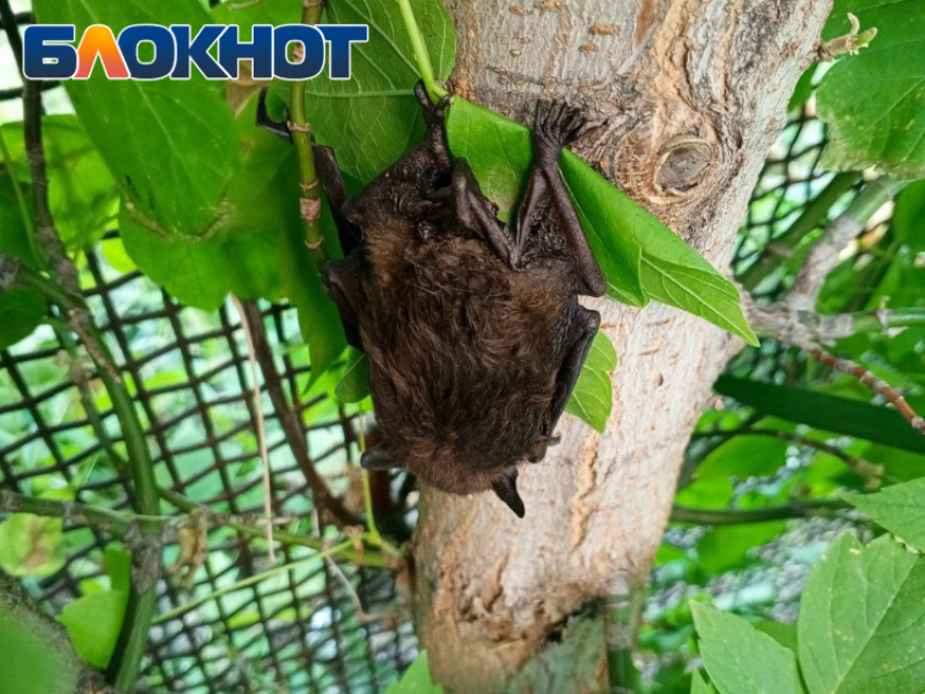 Ночные стражи: на Луганщине все летучие мыши занесены в Красную книгу