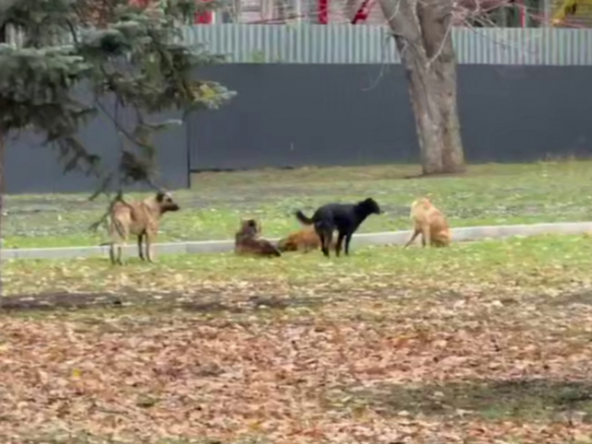 Стая бездомных собак напала на ребенка в луганском сквере имени Героев «Молодой гвардии»