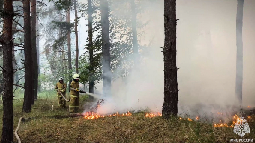 В ЛНР третьи сутки полыхают лесные пожары
