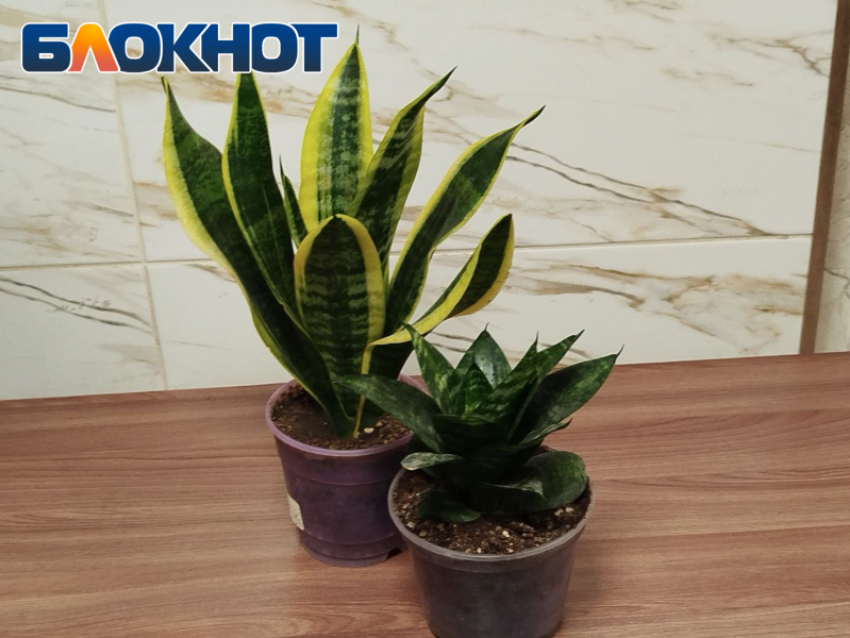 Зеленые помощники для жителей ЛНР: комнатные растения работают как фильтры