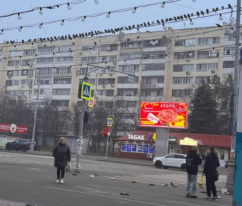 Таинственная гибель голубей в Луганске: что происходит в центре города?