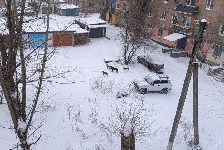 Стая бездомных собак терроризирует Горняцкий: дети боятся выходить на улицу