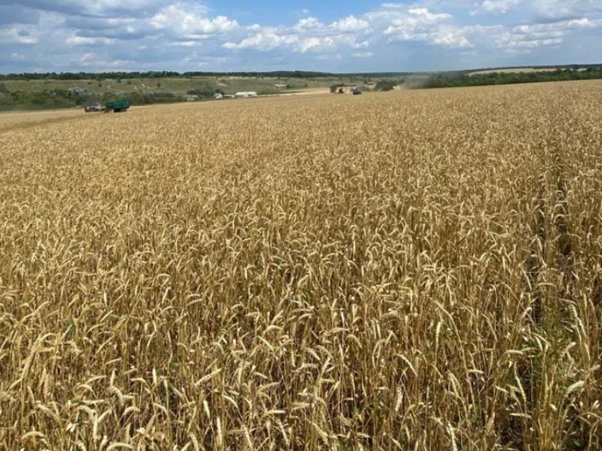 Как на урожай в ЛНР повлияют болезни и вредители