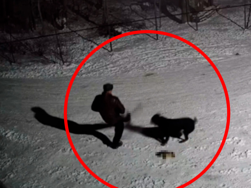 Луганчанин натравил огромного пса на избитых щенков в СНТ «Чернобылец»