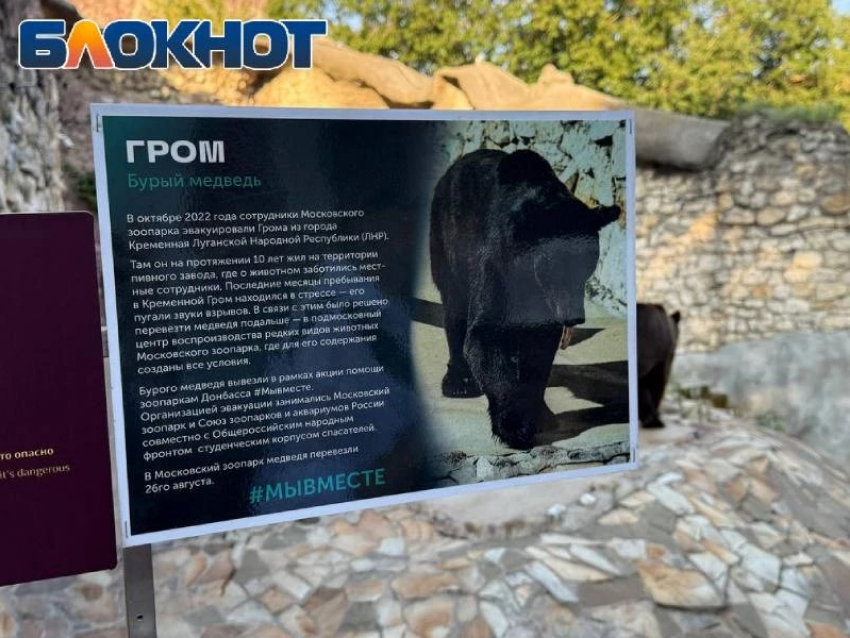 «Просто ходит туда-сюда»: в Москве спорят о судьбе спасенного из ЛНР медведя Грома
