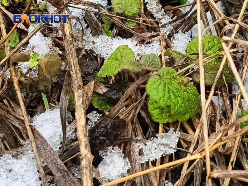 В ЛНР объявлено экстренное предупреждение о заморозках